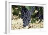 Cabernet Sauvignon Grapes, Gaillac, France-Robert Cundy-Framed Photographic Print