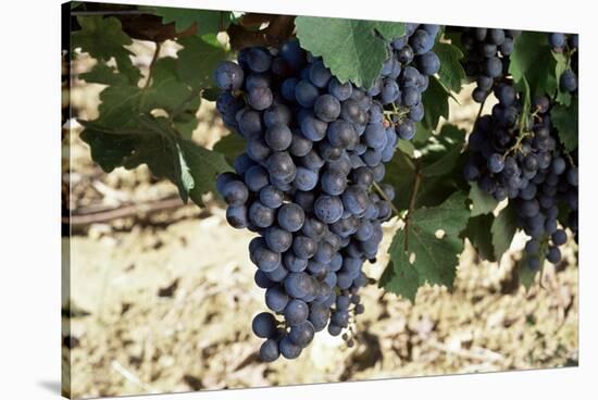 Cabernet Sauvignon Grapes, Gaillac, France-Robert Cundy-Stretched Canvas