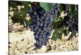 Cabernet Sauvignon Grapes, Gaillac, France-Robert Cundy-Stretched Canvas