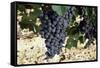 Cabernet Sauvignon Grapes, Gaillac, France-Robert Cundy-Framed Stretched Canvas