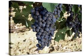 Cabernet Sauvignon Grapes, Gaillac, France-Robert Cundy-Stretched Canvas