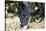 Cabernet Sauvignon Grapes, Gaillac, France-Robert Cundy-Stretched Canvas