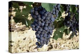 Cabernet Sauvignon Grapes, Gaillac, France-Robert Cundy-Stretched Canvas
