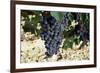 Cabernet Sauvignon Grapes, Gaillac, France-Robert Cundy-Framed Photographic Print