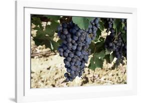 Cabernet Sauvignon Grapes, Gaillac, France-Robert Cundy-Framed Photographic Print