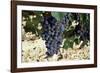 Cabernet Sauvignon Grapes, Gaillac, France-Robert Cundy-Framed Photographic Print