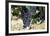 Cabernet Sauvignon Grapes, Gaillac, France-Robert Cundy-Framed Photographic Print