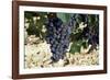 Cabernet Sauvignon Grapes, Gaillac, France-Robert Cundy-Framed Photographic Print