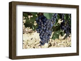 Cabernet Sauvignon Grapes, Gaillac, France-Robert Cundy-Framed Photographic Print