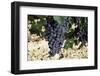 Cabernet Sauvignon Grapes, Gaillac, France-Robert Cundy-Framed Photographic Print