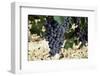 Cabernet Sauvignon Grapes, Gaillac, France-Robert Cundy-Framed Photographic Print