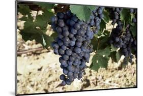 Cabernet Sauvignon Grapes, Gaillac, France-Robert Cundy-Mounted Photographic Print