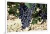 Cabernet Sauvignon Grapes, Gaillac, France-Robert Cundy-Framed Photographic Print