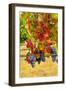 Cabernet Sauvignon Grapes in Columbia Valley, Washington, USA-Richard Duval-Framed Photographic Print