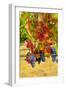 Cabernet Sauvignon Grapes in Columbia Valley, Washington, USA-Richard Duval-Framed Photographic Print