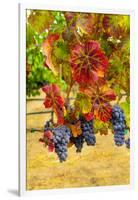 Cabernet Sauvignon Grapes in Columbia Valley, Washington, USA-Richard Duval-Framed Photographic Print