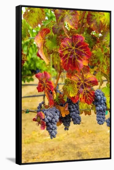 Cabernet Sauvignon Grapes in Columbia Valley, Washington, USA-Richard Duval-Framed Stretched Canvas