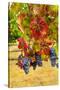 Cabernet Sauvignon Grapes in Columbia Valley, Washington, USA-Richard Duval-Stretched Canvas