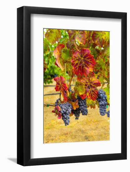 Cabernet Sauvignon Grapes in Columbia Valley, Washington, USA-Richard Duval-Framed Photographic Print