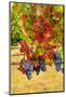 Cabernet Sauvignon Grapes in Columbia Valley, Washington, USA-Richard Duval-Mounted Photographic Print