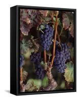 Cabernet Sauvignon Grapes in Vineyard, Wine Country, California, USA-null-Framed Stretched Canvas