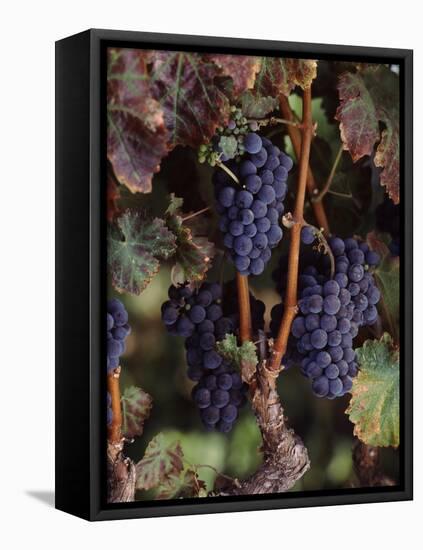 Cabernet Sauvignon Grapes in Vineyard, Wine Country, California, USA-null-Framed Stretched Canvas