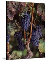 Cabernet Sauvignon Grapes in Vineyard, Wine Country, California, USA-null-Stretched Canvas