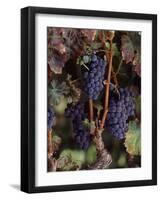 Cabernet Sauvignon Grapes in Vineyard, Wine Country, California, USA-null-Framed Premium Photographic Print