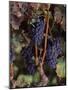 Cabernet Sauvignon Grapes in Vineyard, Wine Country, California, USA-null-Mounted Premium Photographic Print