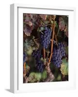 Cabernet Sauvignon Grapes in Vineyard, Wine Country, California, USA-null-Framed Photographic Print