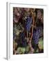 Cabernet Sauvignon Grapes in Vineyard, Wine Country, California, USA-null-Framed Photographic Print