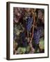 Cabernet Sauvignon Grapes in Vineyard, Wine Country, California, USA-null-Framed Photographic Print