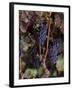 Cabernet Sauvignon Grapes in Vineyard, Wine Country, California, USA-null-Framed Photographic Print