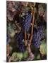 Cabernet Sauvignon Grapes in Vineyard, Wine Country, California, USA-null-Mounted Photographic Print