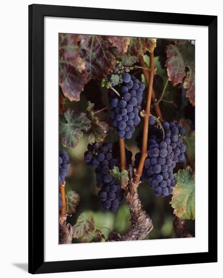 Cabernet Sauvignon Grapes in Vineyard, Wine Country, California, USA-null-Framed Photographic Print