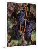 Cabernet Sauvignon Grapes in Vineyard, Wine Country, California, USA-null-Framed Photographic Print