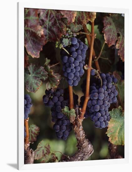 Cabernet Sauvignon Grapes in Vineyard, Wine Country, California, USA-null-Framed Photographic Print