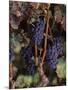 Cabernet Sauvignon Grapes in Vineyard, Wine Country, California, USA-null-Mounted Photographic Print