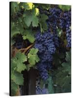 Cabernet Sauvignon Grapes in Vineyard, Wine Country, California, USA-null-Stretched Canvas