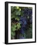 Cabernet Sauvignon Grapes in Vineyard, Wine Country, California, USA-null-Framed Photographic Print