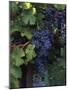 Cabernet Sauvignon Grapes in Vineyard, Wine Country, California, USA-null-Mounted Photographic Print