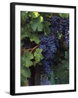 Cabernet Sauvignon Grapes in Vineyard, Wine Country, California, USA-null-Framed Photographic Print