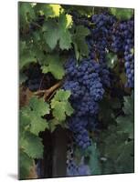 Cabernet Sauvignon Grapes in Vineyard, Wine Country, California, USA-null-Mounted Photographic Print