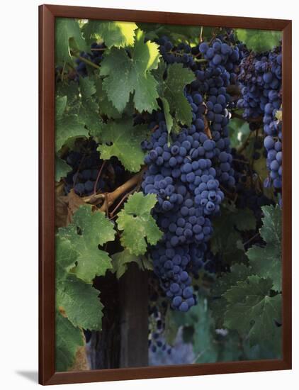 Cabernet Sauvignon Grapes in Vineyard, Wine Country, California, USA-null-Framed Photographic Print