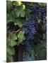 Cabernet Sauvignon Grapes in Vineyard, Wine Country, California, USA-null-Mounted Photographic Print