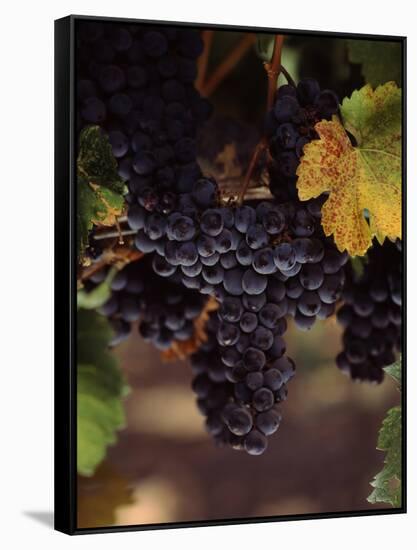 Cabernet Sauvignon Grapes in Vineyard, Wine Country, California, USA-null-Framed Stretched Canvas