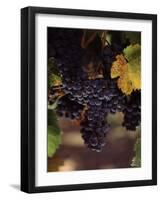 Cabernet Sauvignon Grapes in Vineyard, Wine Country, California, USA-null-Framed Photographic Print