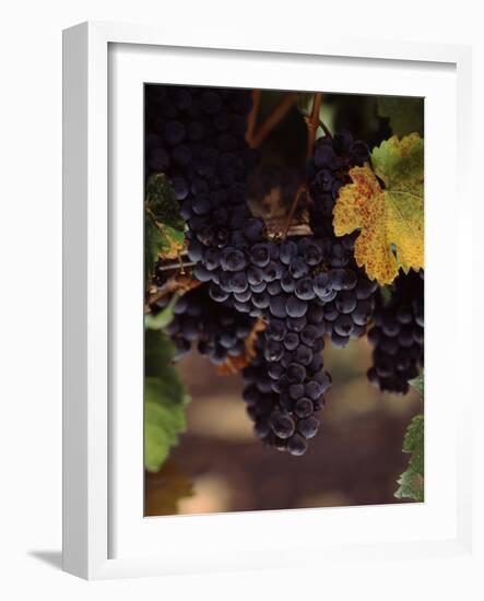 Cabernet Sauvignon Grapes in Vineyard, Wine Country, California, USA-null-Framed Photographic Print