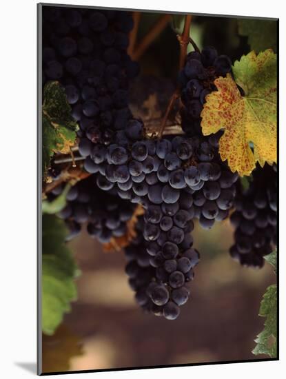 Cabernet Sauvignon Grapes in Vineyard, Wine Country, California, USA-null-Mounted Photographic Print