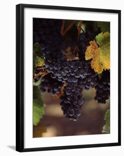 Cabernet Sauvignon Grapes in Vineyard, Wine Country, California, USA-null-Framed Photographic Print